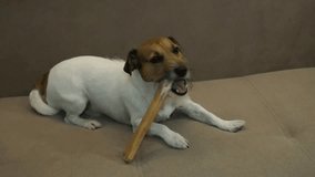 Jack Russell eats bone, The dog eats a bone