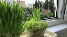 Cultivation of green grass on the window haircut handmade plants young shoots roots water young micro forest vitraise grass city background motion clip made genuine window plastic vegan Harvesting BIO