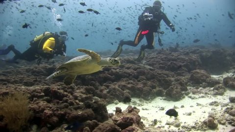 Green sea turtle and divers on clean clear seabed underwater in Maldives.Beautiful marine background. Swimming in world of colorful wildlife of corals reefs. Abyssal relax diving.