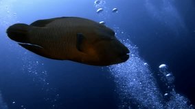 Napoleon fish wrasse underwater on background of school and divers in seabed. Unique amazing video footage. Abyssal relax diving. Natural aquarium of sea and ocean. Beautiful animals.