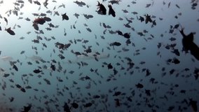 Sharks and tuna underwater on background of school fish in seabed. Unique amazing video footage. Abyssal relax diving. Natural aquarium of sea and ocean. Beautiful animals.