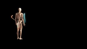 3D video displaying one quarter clockwise rotational visualisation of human man anatomical model showing full body skeleton, nerves and coloured lines moving against black background