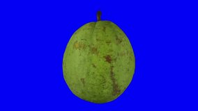 Realistic render of a rotating guava on blue background. The video is seamlessly looping, and the 3D object is scanned from a real fruit.
