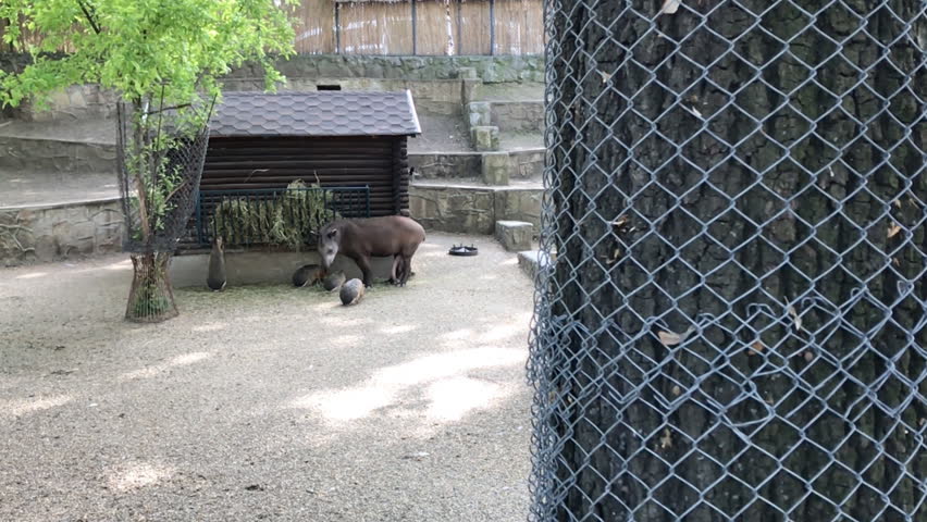 animal zoo in Prague,Slow motion Handheld camera Balanced Steady shot 