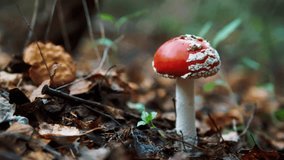 Red mushroom in the autumn forest among the trees and branches. 4k UHD video clip