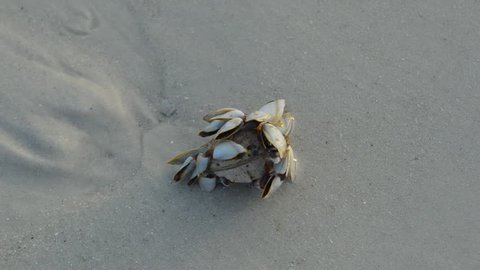 Seashell on the beach the butiful nature.