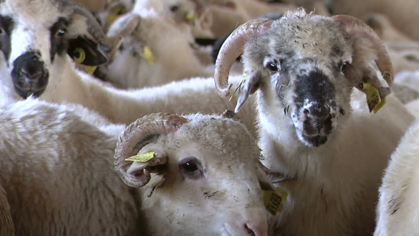 Lambs on the farm ...