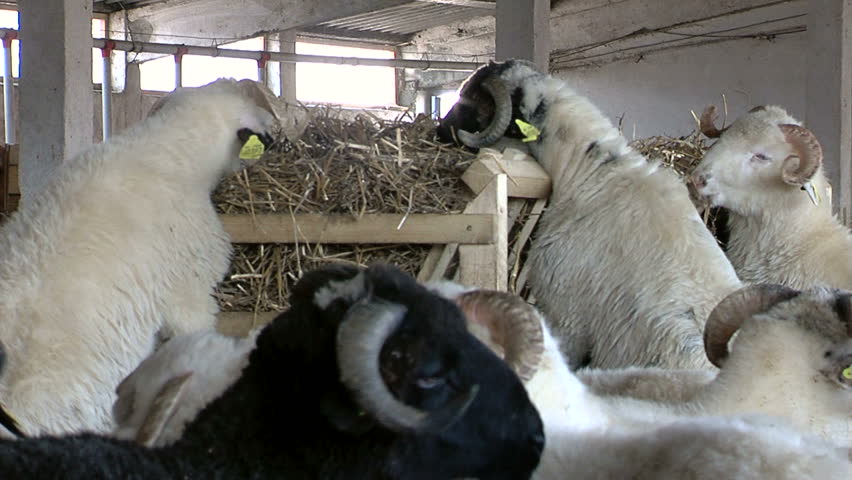 Lambs on the farm ...