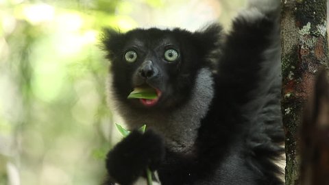 Loopable seamless footage of the Indri lemur (Indri indri) eating leaf in the forest