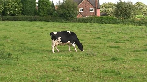 Cow Eating in Pasture