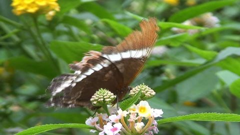 Butterfly Pollenating Flower