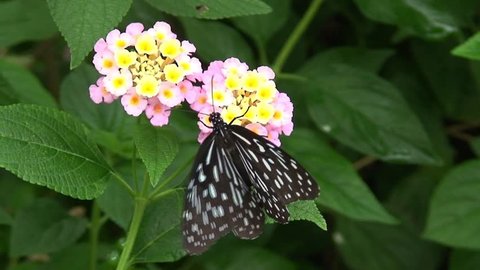 Butterfly pollenating flower