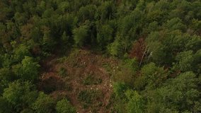 Aerial view, passing over the trees of a deciduous forest in Quebec Canada