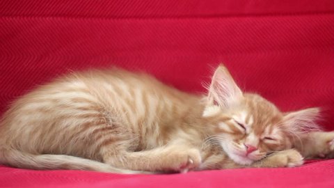 Sleepyhead Cute Yellow Cat