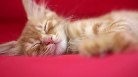 Sleepyhead Cute Yellow Cat
