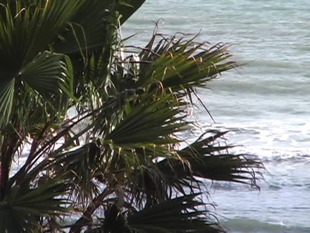 Palm beach