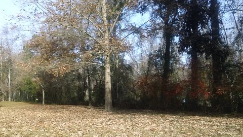 Tree losing its leaves during Fall season