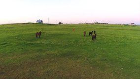 Aerial footage of horses running wild in iceland during the summer months