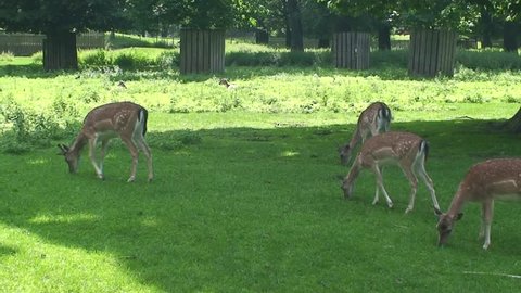 Deer feeding in the Hirschgarten in Munich.
