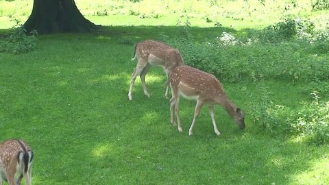 Deer in Germany feeding on grass in a Munich park.