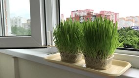 Growing green grass window watering hand manual drops water drizzling rain micro forest vitraise grass city background motion clip green food homemade made genuine window house stained glass plastic