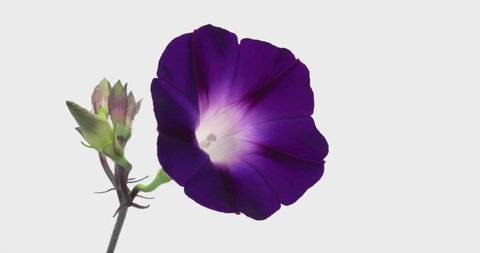 Blooming Flowers Time Lapse, Ipomoea nil (Morning glory)