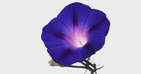 Blooming Flowers Time Lapse, Ipomoea nil (Morning glory)