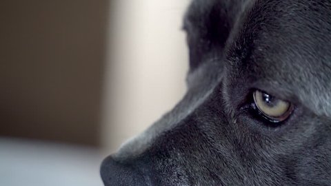 A close up view of a gray pit bull dog looking around with yellow eyes.