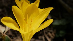 Slow pan over Sternbergia lutea flower details 4K 2160p 30fps UltraHD footage - Close-up stigmas and petals of beautiful yellow crocus 