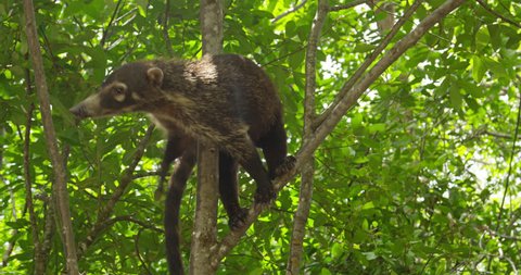 Animal on a branch. Nasua, coati, wild animal, Costa Rica. RED cinema camera. 
