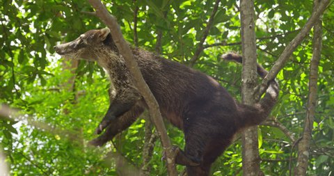 Nasua, coati on a branch catches food. wild animal, Costa Rica. RED cinema camera. Animal scratches the belly,