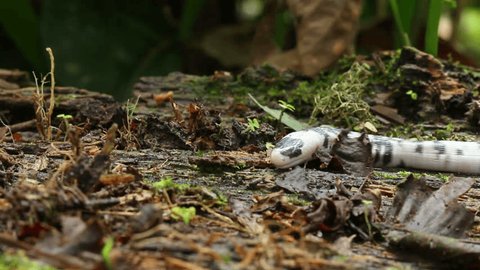 Speckled Worm Lizard (Amphisbaena fuliginosa) crawls through frame. In the Ecuadorian Amazon.