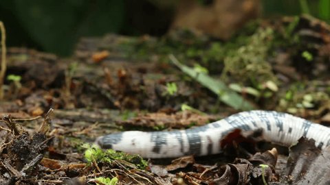 Speckled Worm Lizard (Amphisbaena fuliginosa) crawls through frame. In the Ecuadorian Amazon.