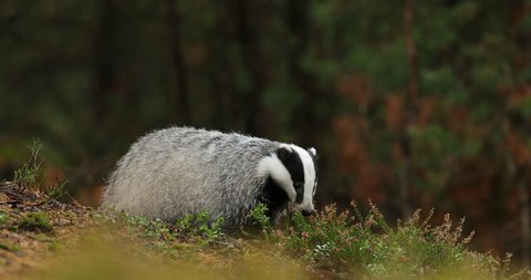 Badger in green forest, animal in nature habitat, Slovakia, central Europe. Wildlife scene from nature. Animal in wood. Cute black white grey mammal feeding blueberry, badger behaviour. Badger meadow.