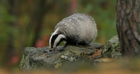 Badger in green forest, animal in nature habitat, Germany, central Europe. Wildlife scene from nature. Animal in wood. Cute black white grey mammal feeding blueberry, badger behaviour. Badger meadow.
