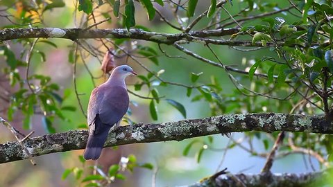 Mountain Imperial-pigeon on branch, thailand