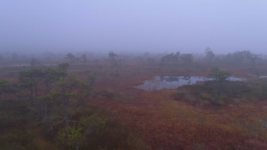 Wild nature covered with bog aerial shot