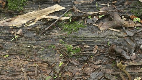 Speckled Worm Lizard (Amphisbaena fuliginosa) crawls through frame. In the Ecuadorian Amazon.