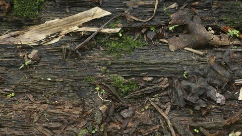 Speckled Worm Lizard (Amphisbaena fuliginosa) crawls through frame. In the Ecuadorian Amazon.