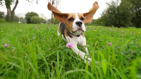 Amusing young beagle dog with long flying ears run through grass and glowers towards camera, slow motion shot. Hilarious playful puppy chase and look straight, happily spend time outing at park