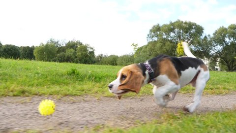 Young beagle dog run for toy, chase and try to catch rolling ball. Funny miss to grasp it by mouth, stop and turn back. Long ears fly, clumsy juvenile doggy play at park, slow motion tracking shot