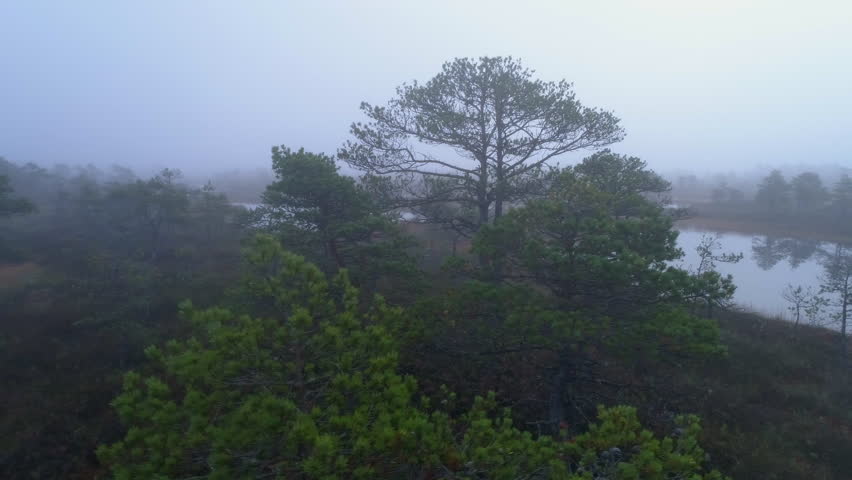 Little pine trees in the bog near lake dolly shot