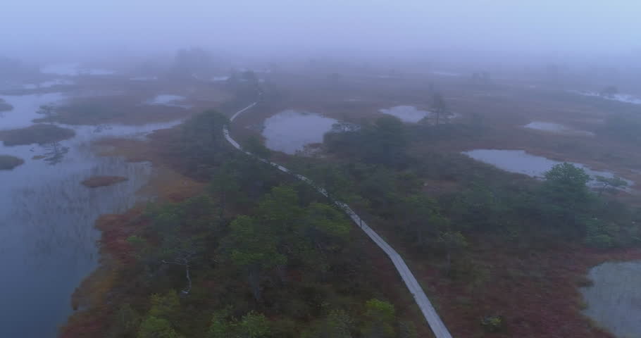 Morning fog in the wild nature bog aerial shot