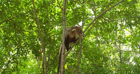 Nasua, coati, wild animal in search of food. Costa rica. RED cinema camera. The coati, genera Nasua and Nasuella, also known as the Coati-Mundi