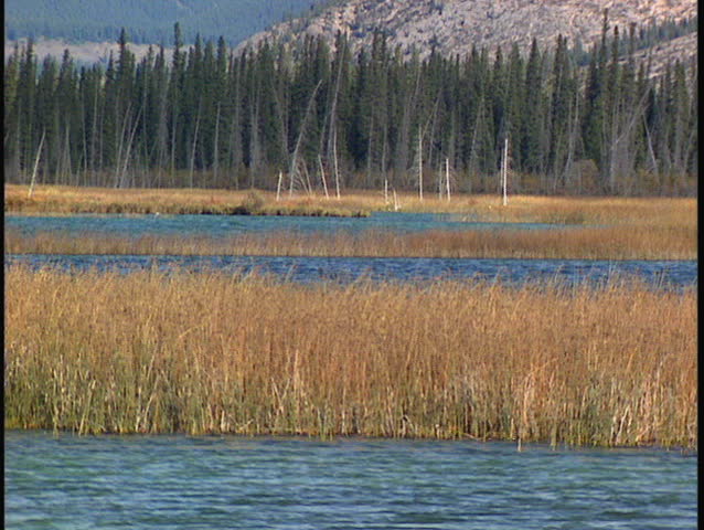 Long shot of marsh reeds and forest trees in Jasper National Park Canada