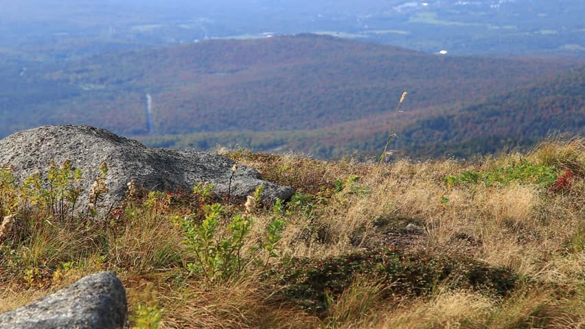 Footage from the peak of a mountain in the Adirondacks.  Endangered plants sway in the wind in the foreground while forested landscape stretches out in the distance.