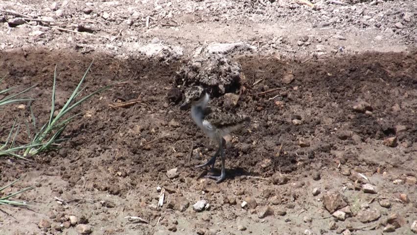 spur-winged plover bird chick - very confused
