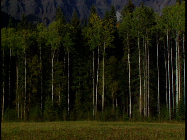 Tilt up from trees and forest to reveal beautiful Mount Robson in the Canadian Rockies