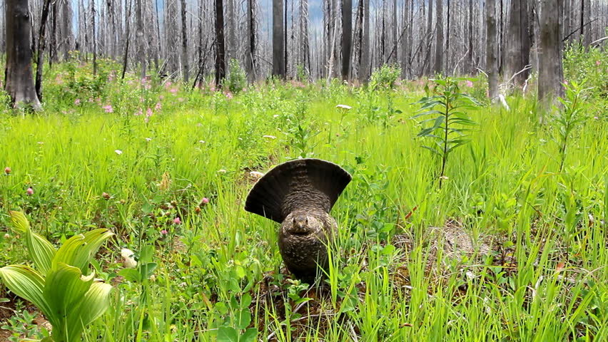 Ruffed grouse bird in forest