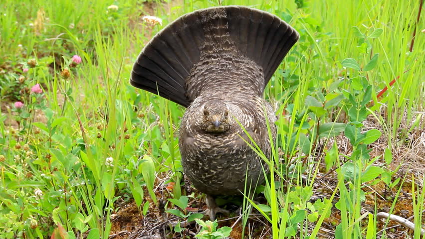 Ruffed grouse bird in forest